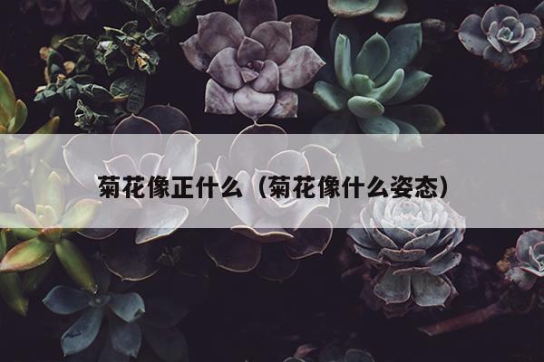 菊花像正什么（菊花像什么姿态）