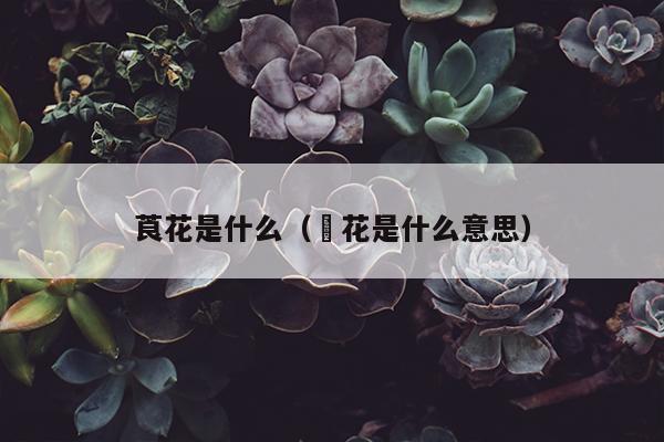 莨花是什么（萩花是什么意思）