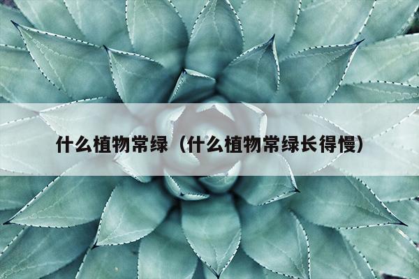 什么植物常绿（什么植物常绿长得慢）