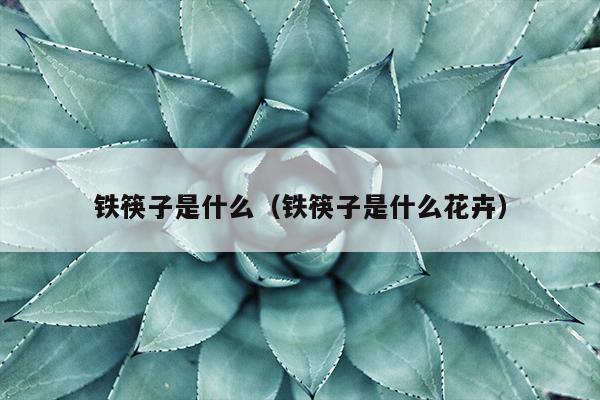 铁筷子是什么（铁筷子是什么花卉）