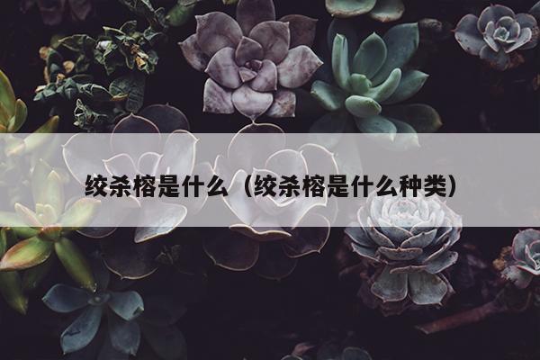 绞杀榕是什么（绞杀榕是什么种类）