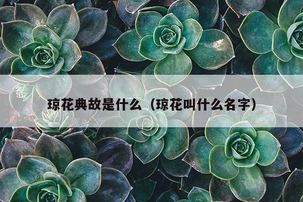 琼花典故是什么（琼花叫什么名字）