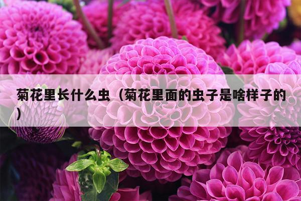 菊花里长什么虫（菊花里面的虫子是啥样子的）