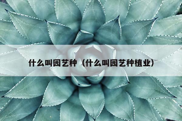 什么叫园艺种（什么叫园艺种植业）