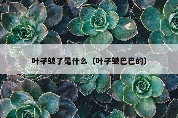 叶子皱了是什么（叶子皱巴巴的）