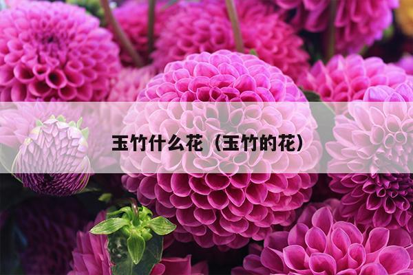 玉竹什么花（玉竹的花）