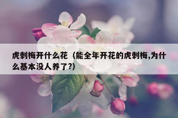 虎刺梅开什么花（能全年开花的虎刺梅,为什么基本没人养了?）