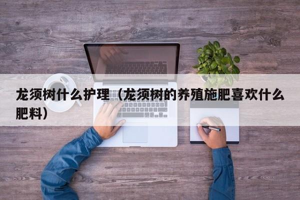 龙须树什么护理（龙须树的养殖施肥喜欢什么肥料）