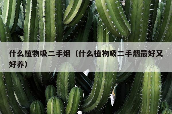 什么植物吸二手烟（什么植物吸二手烟最好又好养）