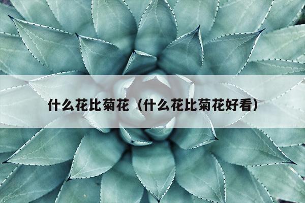 什么花比菊花（什么花比菊花好看）