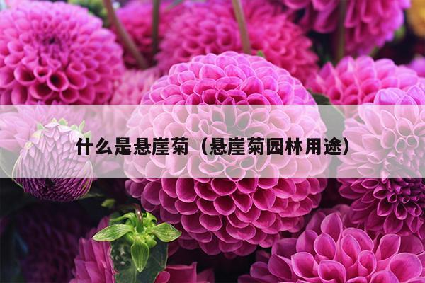 什么是悬崖菊（悬崖菊园林用途）