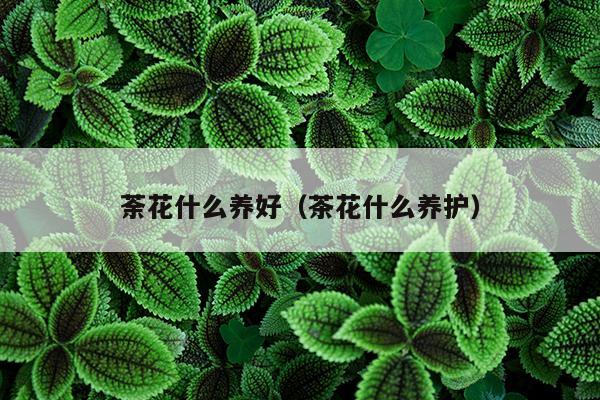 荼花什么养好（茶花什么养护）