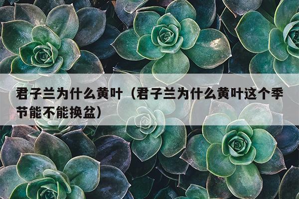 君子兰为什么黄叶（君子兰为什么黄叶这个季节能不能换盆）