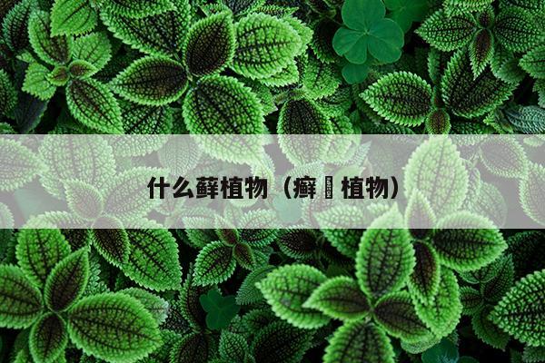 什么藓植物（癣蔴植物）