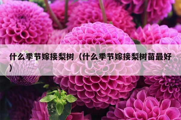 什么季节嫁接梨树（什么季节嫁接梨树苗最好）