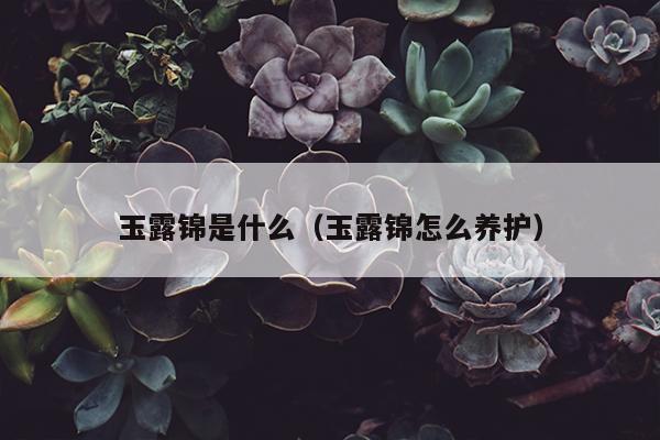 玉露锦是什么（玉露锦怎么养护）