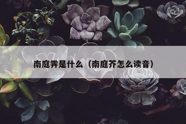 南庭霁是什么（南庭芥怎么读音）