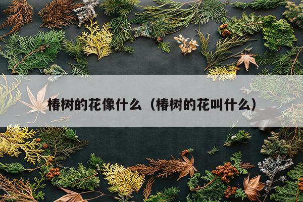 椿树的花像什么（椿树的花叫什么）