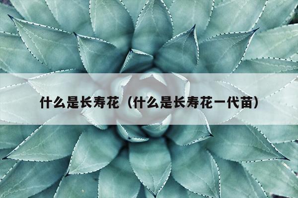 什么是长寿花（什么是长寿花一代苗）