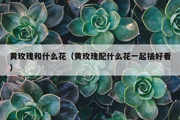 黄玫瑰和什么花（黄玫瑰配什么花一起插好看）