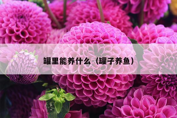 罐里能养什么（罐子养鱼）