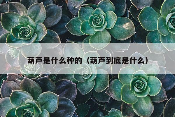 葫芦是什么种的（葫芦到底是什么）