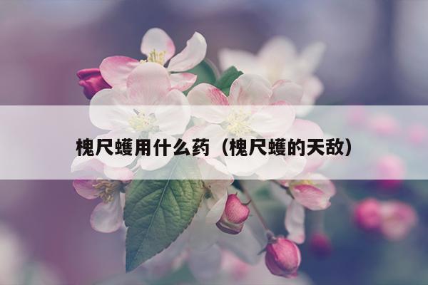 槐尺蠖用什么药（槐尺蠖的天敌）