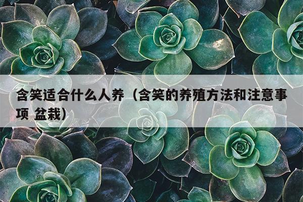 含笑适合什么人养（含笑的养殖方法和注意事项 盆栽）