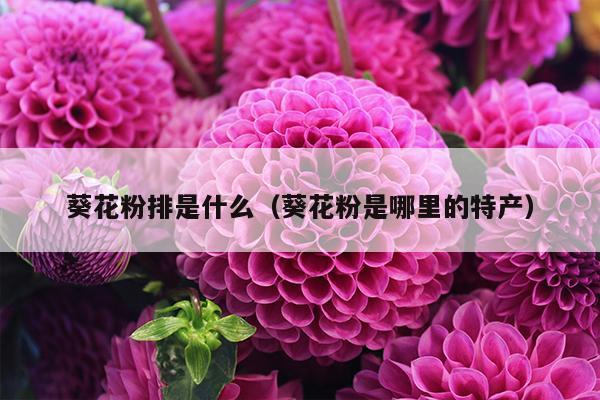 葵花粉排是什么（葵花粉是哪里的特产）