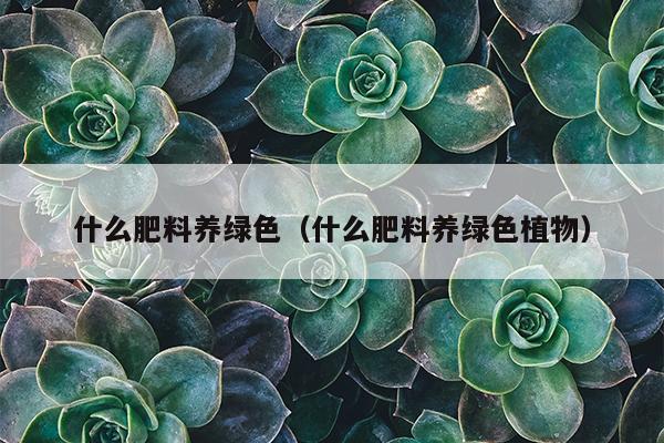 什么肥料养绿色（什么肥料养绿色植物）