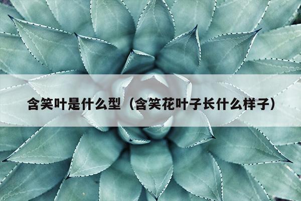 含笑叶是什么型（含笑花叶子长什么样子）