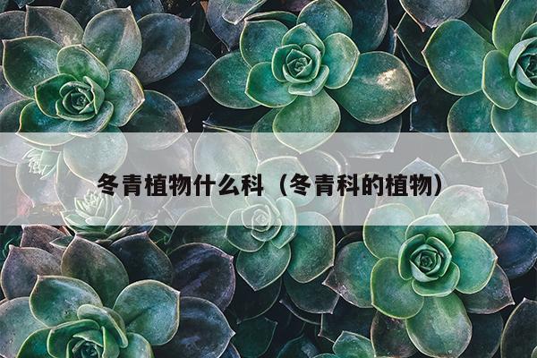 冬青植物什么科（冬青科的植物）