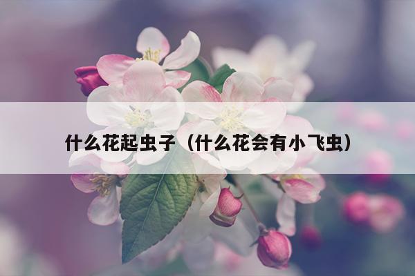 什么花起虫子（什么花会有小飞虫）