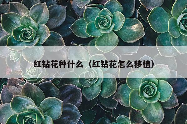 红钻花种什么（红钻花怎么移植）