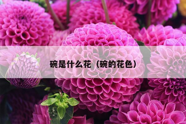 碗是什么花（碗的花色）