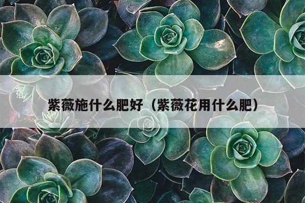 紫薇施什么肥好（紫薇花用什么肥）