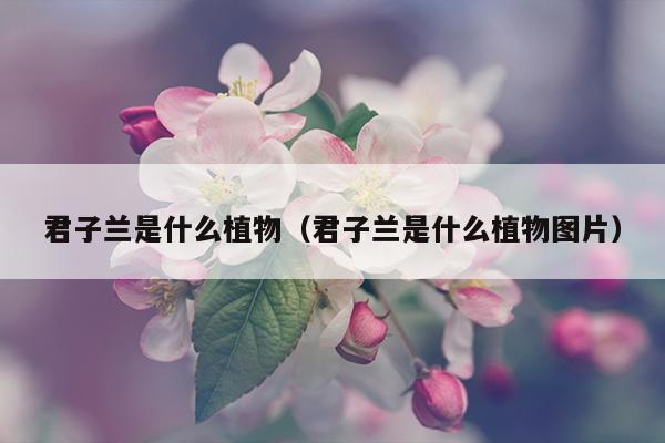 君子兰是什么植物（君子兰是什么植物图片）