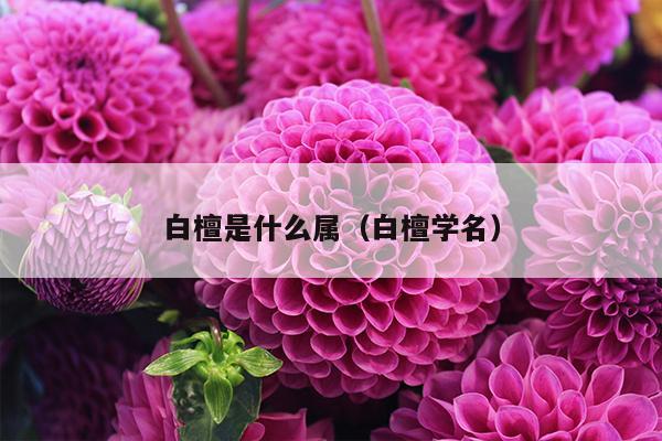 白檀是什么属（白檀学名）