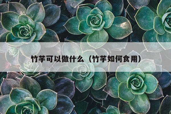 竹芋可以做什么（竹芋如何食用）