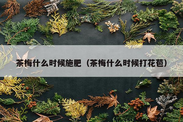 茶梅什么时候施肥（茶梅什么时候打花苞）