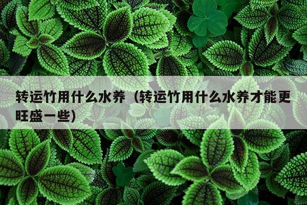 转运竹用什么水养（转运竹用什么水养才能更旺盛一些）