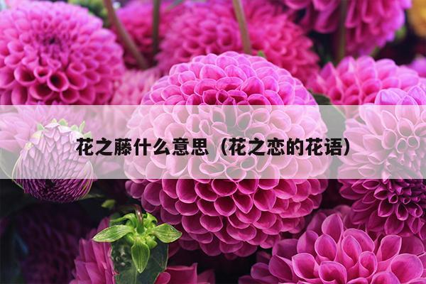 花之藤什么意思（花之恋的花语）