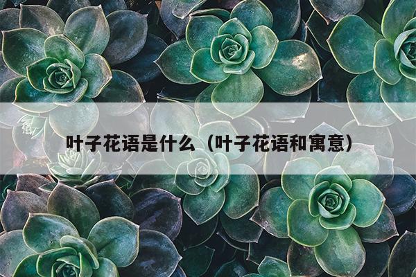 叶子花语是什么（叶子花语和寓意）