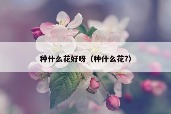 种什么花好呀（种什么花?）