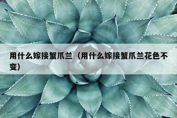 用什么嫁接蟹爪兰（用什么嫁接蟹爪兰花色不变）