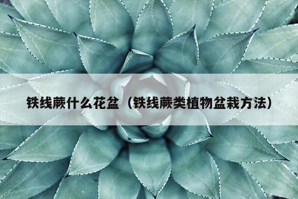 铁线蕨什么花盆（铁线蕨类植物盆栽方法）