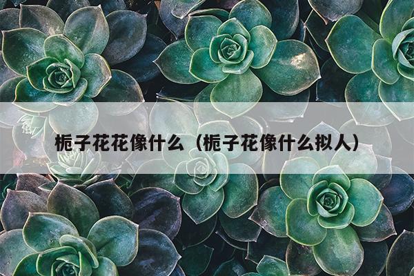 栀子花花像什么（栀子花像什么拟人）