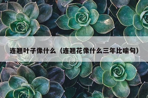 连翘叶子像什么（连翘花像什么三年比喻句）