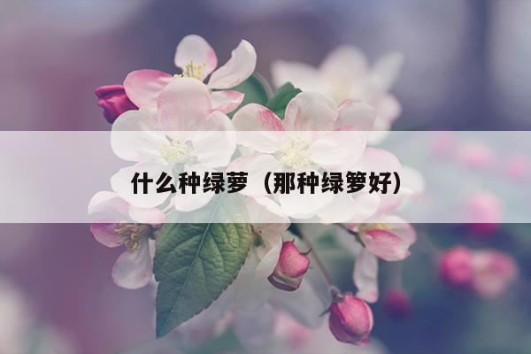 什么种绿萝（那种绿箩好）