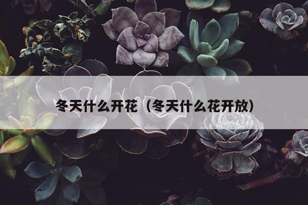 冬天什么开花（冬天什么花开放）